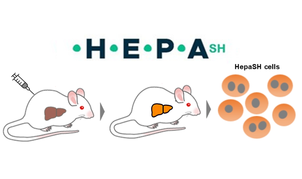 hepash™